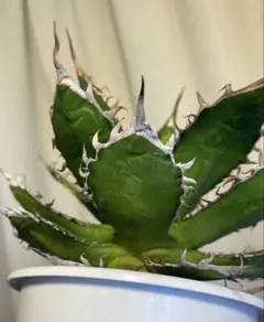 変OSP株Agave horrida Seedling アガベ　ホリダ　実生選抜のサムネイル