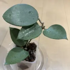 ＊いぶきさま＊お取り置き 　ホヤ　カーティシー　観葉植物 いぶきさま＊お取り置き ホヤ カーティシー 観葉植物 - メルカリ