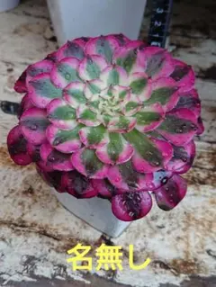 み*ん様 アエオニウム 銅花順①⭐️お買い得 - メルカリ