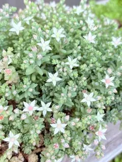 多肉植物　セダム　ミルキーウエイ　 ミルキーウェイ　30カット 多肉植物 セダム ミルキーウエイ ミルキーウェイ 30カット - メルカリ