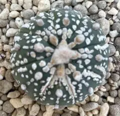 2025年最新】兜丸の人気アイテム - メルカリ