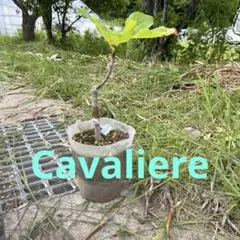 2026年最新】CAVALIER イチジクの人気アイテム - メルカリ