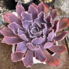 まつぱいん様 リクエスト 2点 まとめ商品