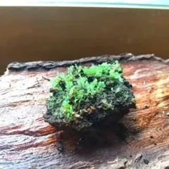 ら*む様 【日本着生ラン原種】 モミラン コルク着け 徳島県産 - メルカリ