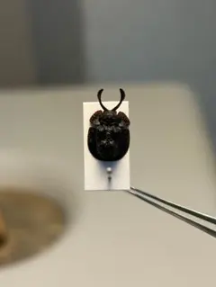 10mm】ヤジリコモリハムシ 標本 Acromis venosa カメノコハム - メルカリ