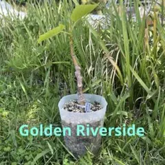 結実確認済】Golden Riverside UCR 278-128イチジク苗 - メルカリ