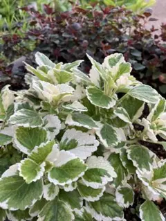 多年草プレクトランサスミントリーフ　2苗他　すったろ様専用