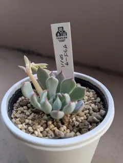 2025年最新】ザラゴーサspノバの人気アイテム - メルカリ