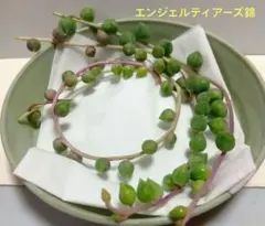 いちぢく様　専用です♪