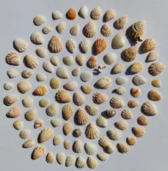 天然貝殻100個セット まとめ売り ハンドメイド素材 工作　Shell【330】