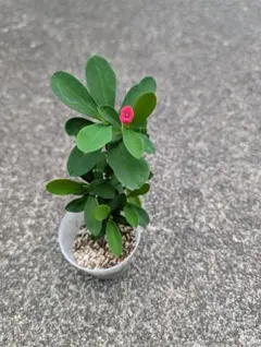 ユーフォルビア 花キリン 苗 多肉植物