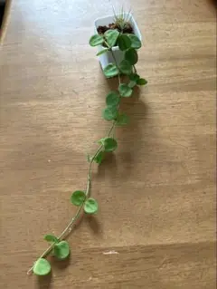 Hoya セルペンス花座付き。のサムネイル
