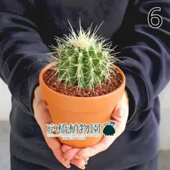 2026年最新】金鯱 群生の人気アイテム - メルカリ