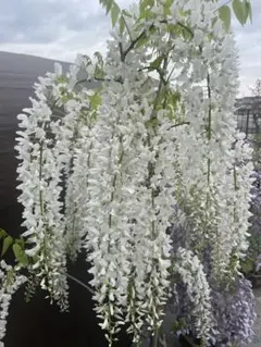 Lokelani様　確認専用ページ