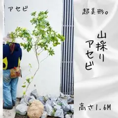 超絶品。山採りツリバナマユミ本株大株立ち2.2M(鉢底から) 超絶品。山採りツリバナマユミ本株大株立ち2.2M(鉢底から) - メルカリ