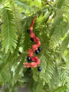 K！エバーフレッシュ　種　140粒　新鮮 K！エバーフレッシュ 種 140粒 新鮮 エバーフレッシュ 種5粒