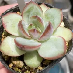 多肉植物 メキシコプリドニス×クスピダータメンチャカ 抜き苗 - メルカリ