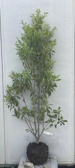 金宝樹 グリーンボトルブラシ/ 393 - メルカリ