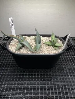 2026年最新】姫厳龍の人気アイテム - メルカリ