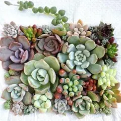 多肉弁当 エケベリアセダムセット⑧