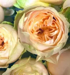 XXXあみ様 リクエスト 2点 まとめ商品