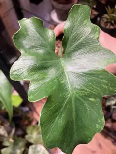 アロカシア ノビリス 斑入り ピンク AA03【マドカズラ モンステラ】 Alocasia nobilis pink variegated - Etsy 日本
