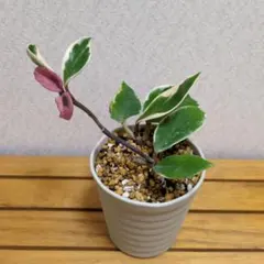 2025年最新】サクララン 苗の人気アイテム - メルカリ