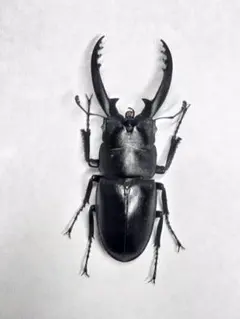 トカラノコギリクワガタ 中歯 単歯 標本 - メルカリ
