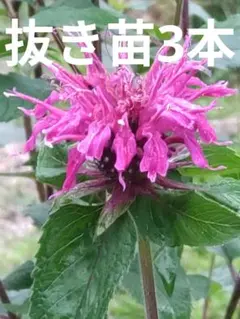 おぱぱ様 リクエスト 3点 まとめ商品