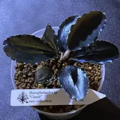 2026年最新】bucephalandra 水の国の人気アイテム - メルカリ
