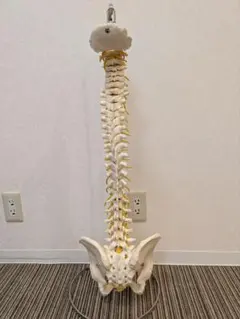 2025年最新】骨格模型 ドイツ製の人気アイテム - メルカリ