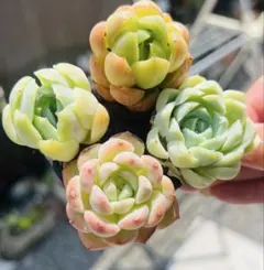 SALE！多肉植物　4苗4種　中苗 根土付き発送　エケベリア韓のサムネイル