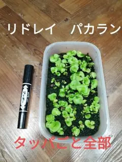 2025年最新】リドレイ パカランの人気アイテム - メルカリ