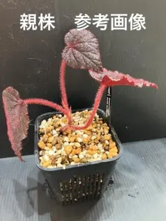 セファロタス Big Boy(ビッグボーイ)③ 食虫植物 【匿名配送】 - メルカリ