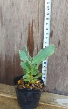 D様 リクエスト 2点 まとめ商品