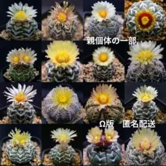 2026年最新】アストロフィツム スーパー兜の人気アイテム - メルカリ