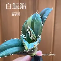 ウィン様　リクエスト出品　特大　白鯨錦　縞斑　TC ウィン様 リクエスト出品 特大 白鯨錦 縞斑 TC ウィン様