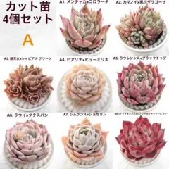N*N様 カット苗 4個セット 多肉植物 エケベリア 実生苗