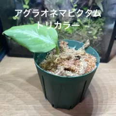 アグラオネマ ピクタム TK便 zp0715 55 茎 - メルカリ