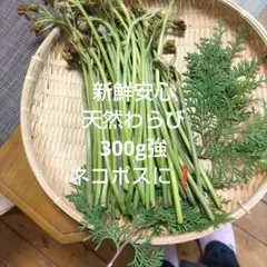 天然安心わらび300g強　初物