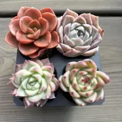 多肉植物　エケベリア　韓国苗　多肉弁当　A