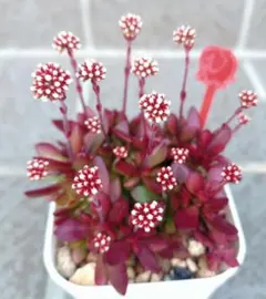 むんむん ★.•*¨*•.¸¸♬︎様 リクエスト 2点 まとめ商品