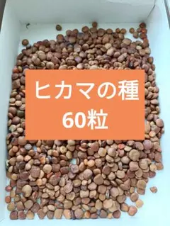 2026年最新】ヒカマ 種の人気アイテム - メルカリ