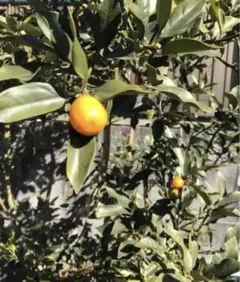 金柑の葉　確認用 キンカン：プチマルキンカン4～5号ポット の通販 | 園芸ネット