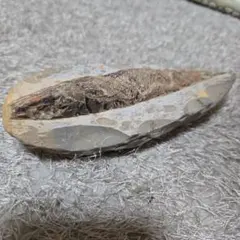 特大！ 魚の化石 Rhacolepis ラコレピス 白亜紀前期 古代魚 873g