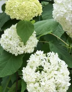紫陽花 アナベル 充実ひこばえ⑦ アメリカアジサイ 抜き苗1本 - メルカリ