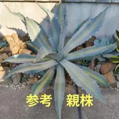 2026年最新】アガベ 親株の人気アイテム - メルカリ