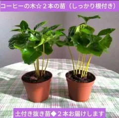 美しい光沢◆コーヒーの木　土つき抜き苗　２本　しっかり根付き
