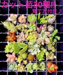 2026年最新】多肉弁当の人気アイテム - メルカリ