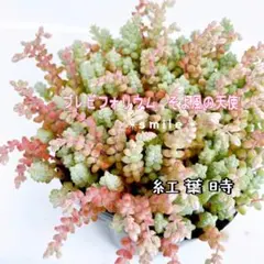 多肉植物　希少セダム　ブレビフォリウム　そよ風の天使　カット苗のサムネイル